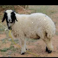 گوسفند فروشی