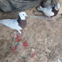 کبوتر لنده