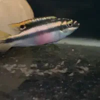 ماهی سیچیلاید کربنسیس