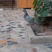 نر کلون