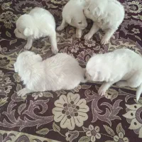 سگ کوچولو
