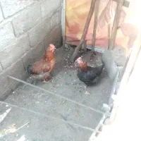 فروش مرغ محلی