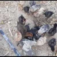 ۲۷تا جوجه ۲۰روز