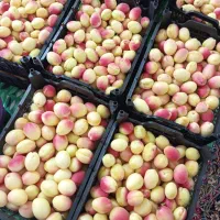 حراج قیصی درشت و رسیده