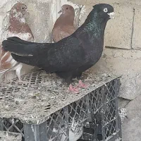 کبوتر