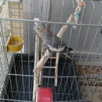 عروس هلندی