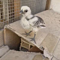 جوجه لاکندزی اصل اصل