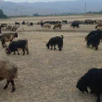فروش بز