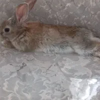 فروش خرگوش خونگی بامزه