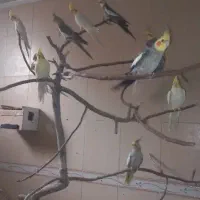 عروس هلندی نر و ماده
