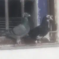 کبوتر