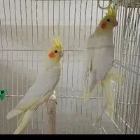 عروس هلندی کار به شرط تخم و جوجه الانم تخم داره