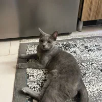 اسکاتیش راشن بلو