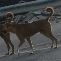 سگ‌نگهبان‌فروشی‌4میلیون