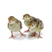 جوجه بوقلمون ۱ روزه برنز
