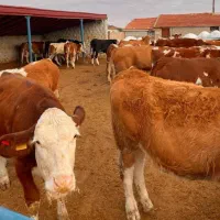 گوساله درشت دورگ محلی و سیمنتال در قزوین