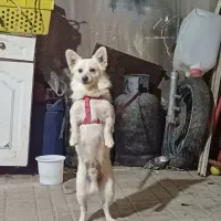 واگذاری|سگ|قزوین, |دیوار