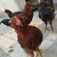 مرغ و خروس