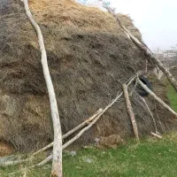 علوفه دامی