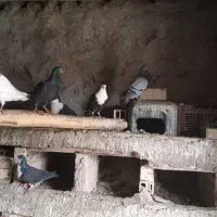 کفتر