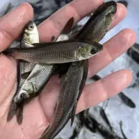 بچه آمور
