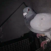 پلاکی .