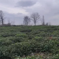 فروش زمین باغی