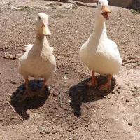 یک جفت اردک نر و ماده