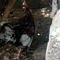 خروس|حیوانات مزرعه|برازجان, |دیوار