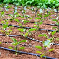 آبیاری قطره ای