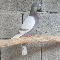 . پلاکی پیازی. گناوه