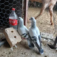 کبوتر شامی