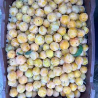 خریدار الو لواشکی