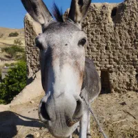 الاغنرسالار