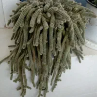 کاکتوس