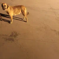 قیمت سه تومن