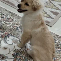 پامر اشپیتز4ماهه