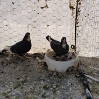 کبوترقره