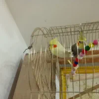 مرغ عشق. عروس هلندی. خرگوش