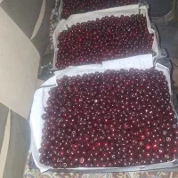 آلبالو محلی رابر درجه یک مشکی