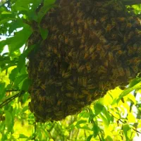 کندوی زنبور عسل خالی