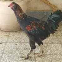 خروس لاری ۵ ماهه