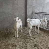 ۲تا بز دورگ سانان