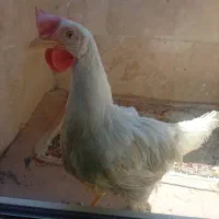 خروس