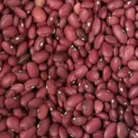 لوبیا قرمز بیضا درجه یک