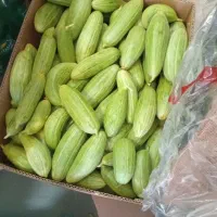 تل تازه چیده شده