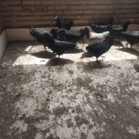 مرغ استرالوپ