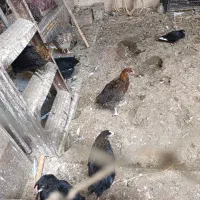 جوجه محلی 2 ماه و نیم