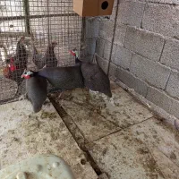 مرغ شاخدار