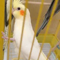 دو عدد جوجه عروس هلندی